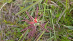 Castilleja arvensis image