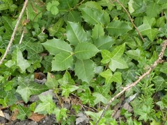 Ilex × altaclerensis