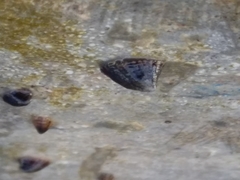 Siphonaria lessonii