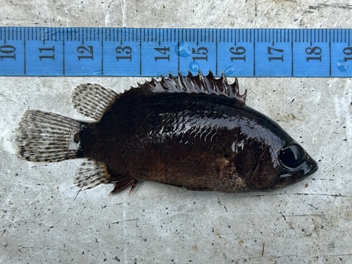 Nandus nebulosus