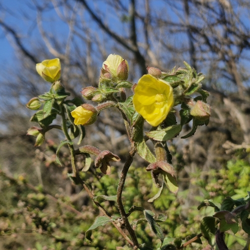 Mexican Primrose-willow
