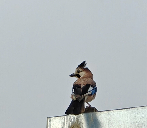 Levant Jay