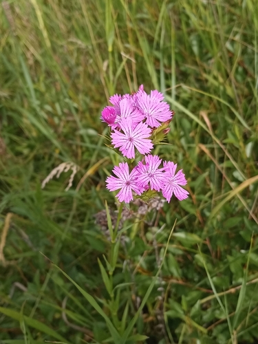 Dianthus membranaceus, 2026-07-07