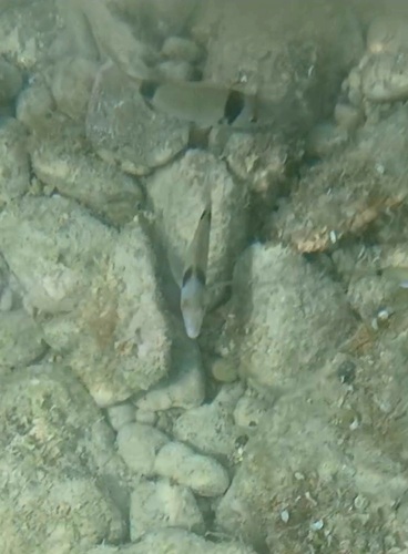 Common Two-banded Seabream