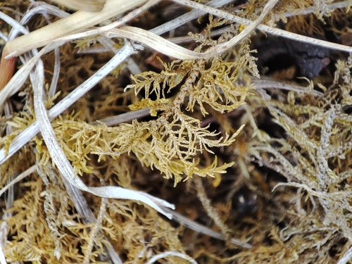 Thuidium assimile observed 2026-07-07