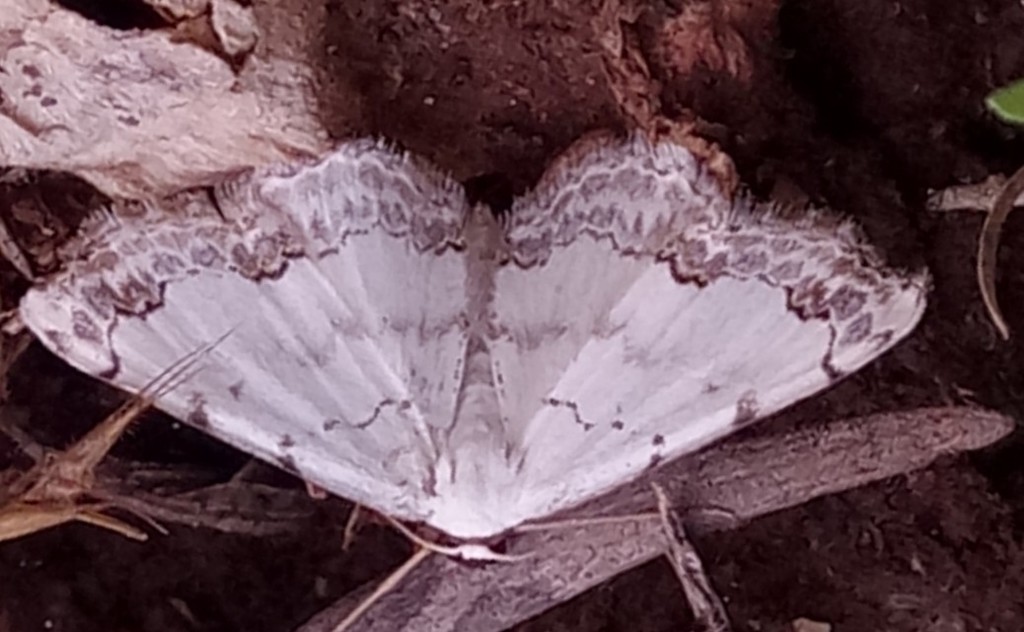Middle Lace Border