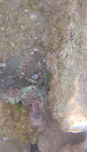 Gobius