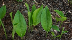 Curcuma elata
