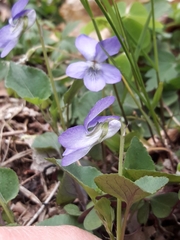 Viola × bavarica