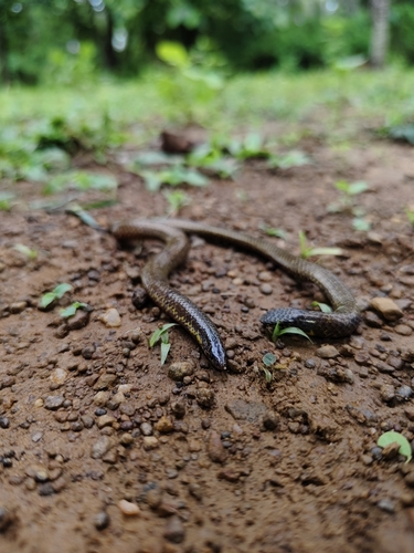 Elliot's Earth Snake, Uropeltis ellioti