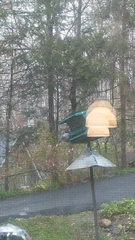 Cyanocitta cristata bromia