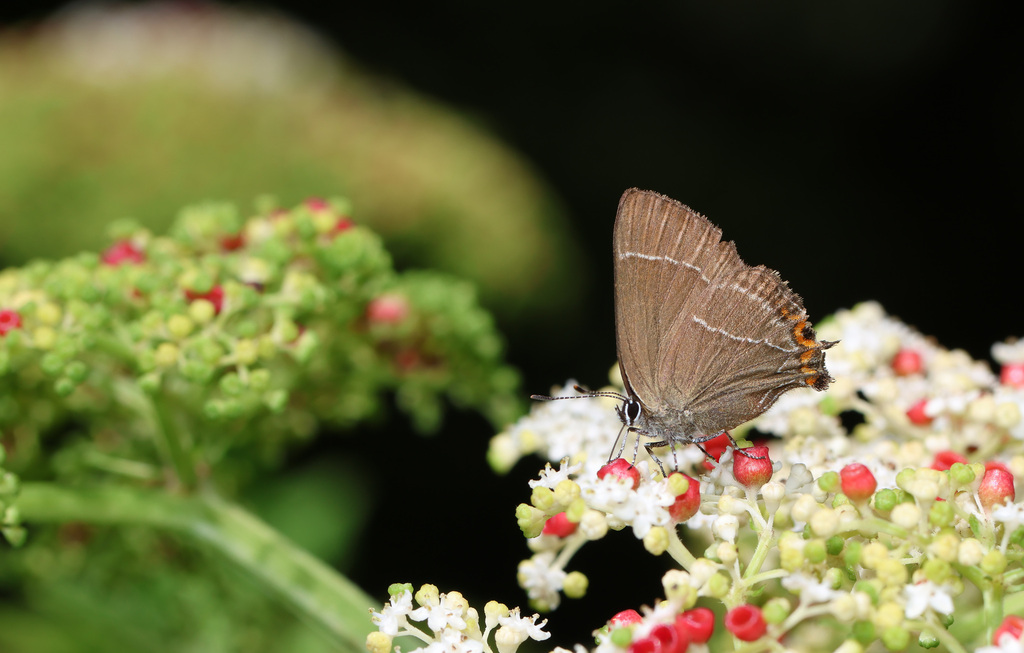 Satyrium inouei