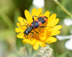 Trichodes punctatus