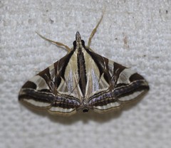 Agrioglypta excelsalis