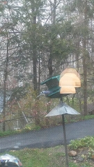 Cyanocitta cristata bromia