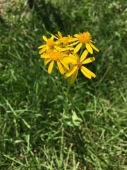 Senecio ampullaceus