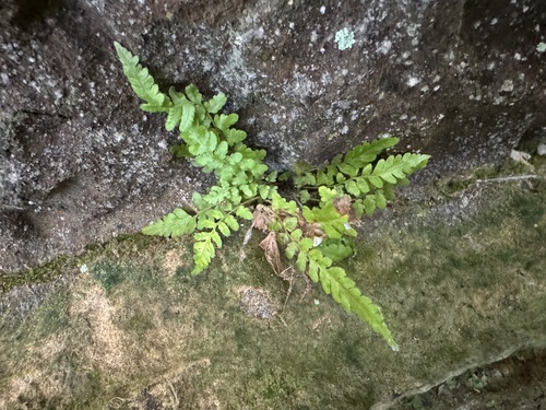 Leptogramma burksiorum
