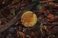 Artocarpus rigidus
