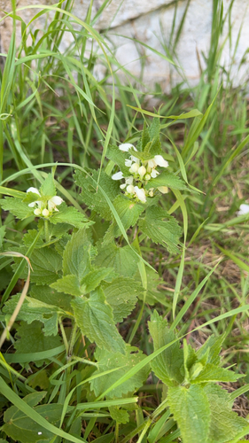 White deadnettle