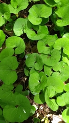 Asarum canadense reflexum