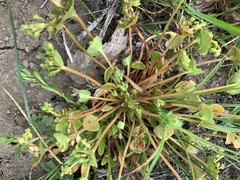 Claytonia rubra