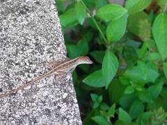 Anolis sagrei