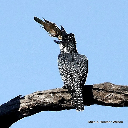 iNaturalist image