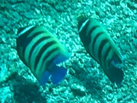 Sixband Angelfish (Pomacanthus sexstriatus)