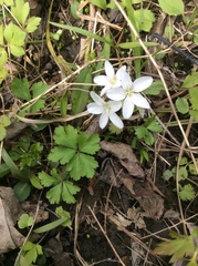 Anemonoides quinquefolia