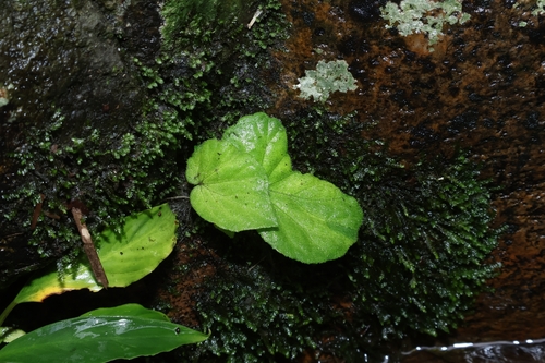 Begonia integrifolia