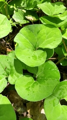 Asarum canadense reflexum