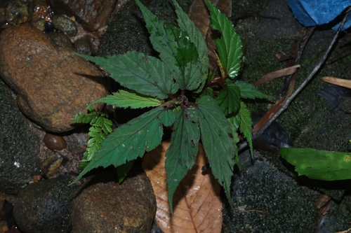Begonia wrayi