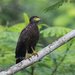 Philippine Serpent-Eagle - Photo (c) Carmelo López Abad, some rights reserved (CC BY-NC), uploaded by Carmelo López Abad