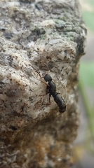Ectomomyrmex