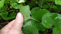 Asarum canadense reflexum