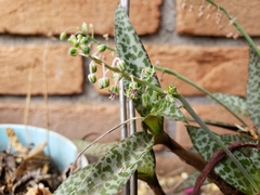 Ledebouria socialis
