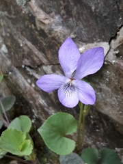 Viola × bavarica