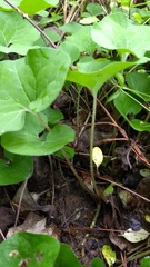 Asarum canadense reflexum