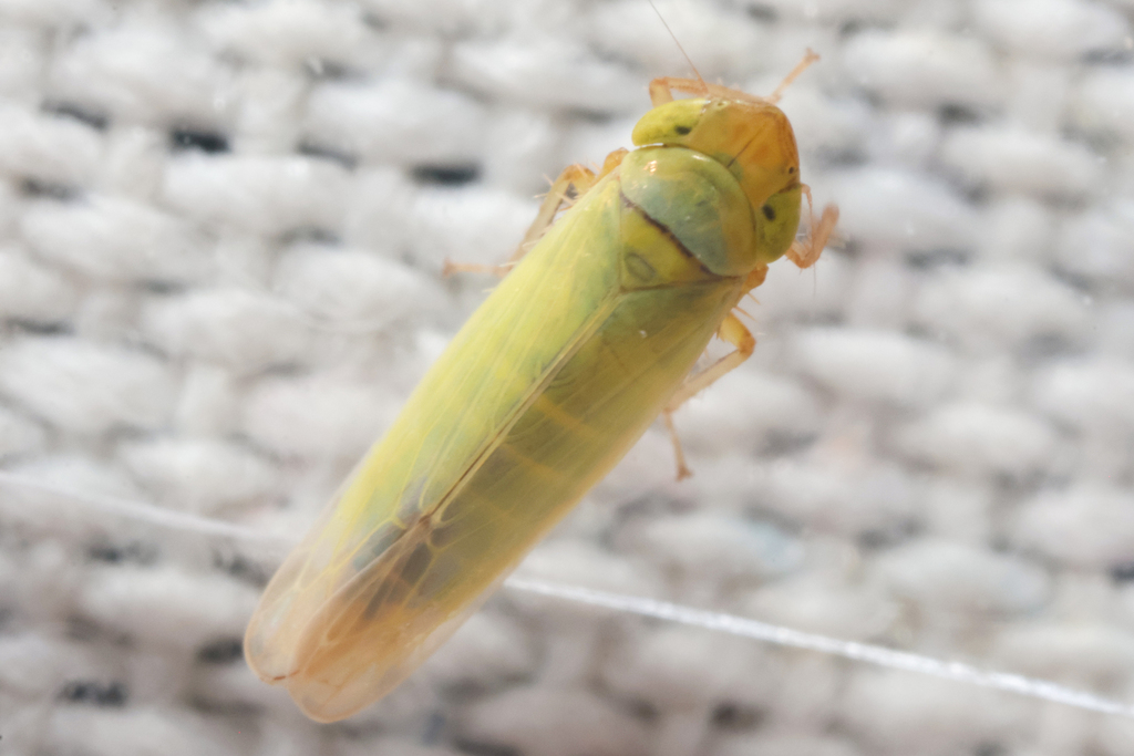 Lebradea flavovirens