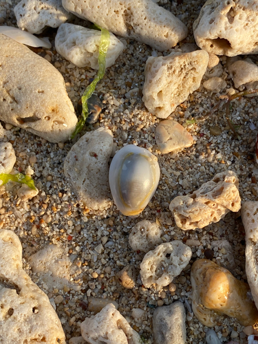Gold Ring Cowry