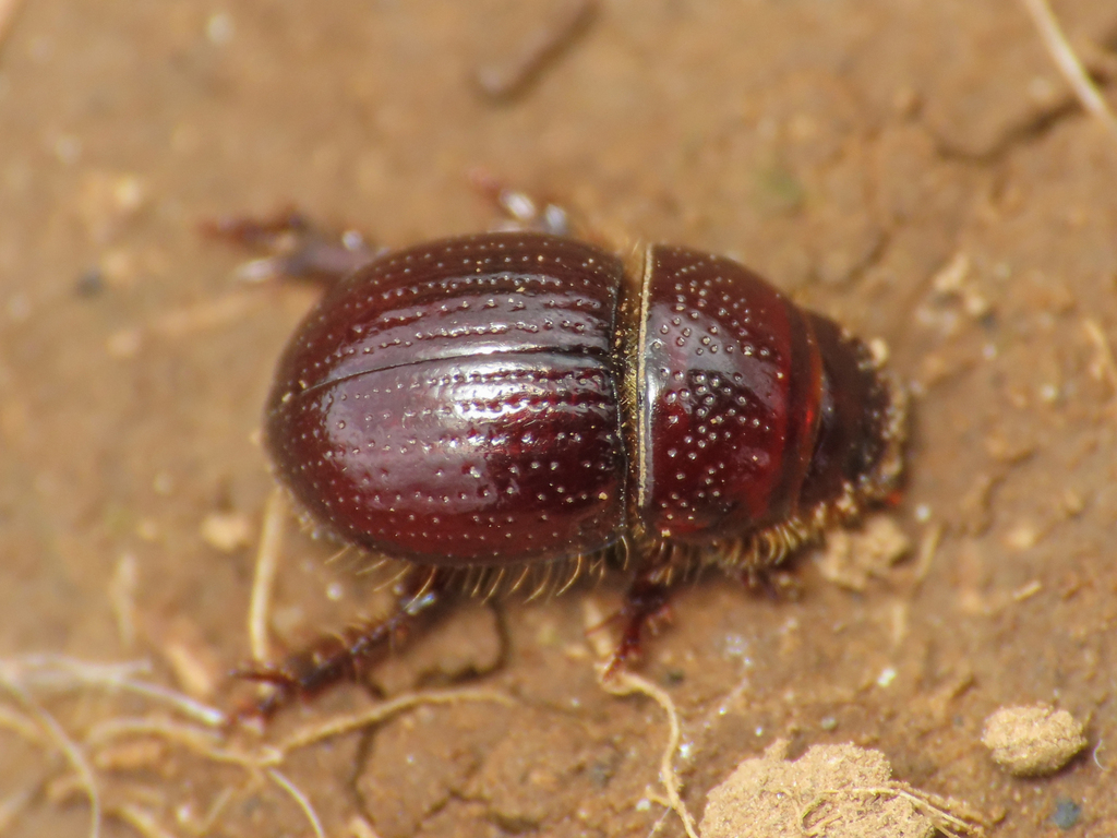 Chaetonyx robustus italicus
