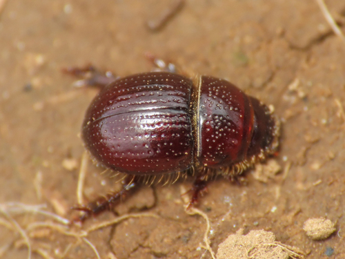 Chaetonyx robustus italicus