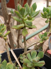 Echeveria pringlei