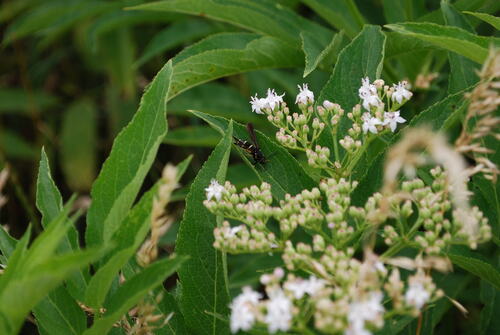 Dusky Clearwing Moth