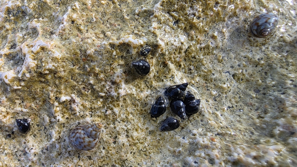 Echinolittorina sundaica