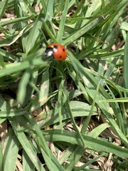 Coccinella septempunctata