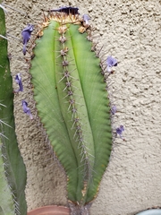 Myrtillocactus schenckii