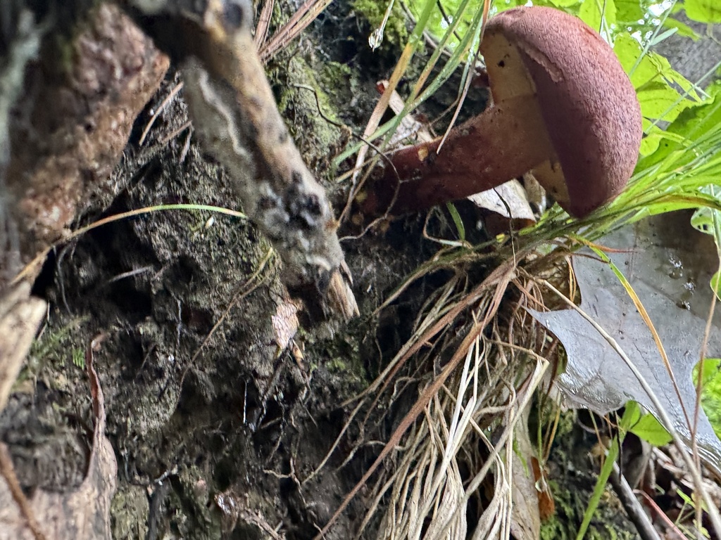 two-colored bolete · July 2026 · photo: Photo: (c) SiphonophoreSlinger, some rights reserved (CC BY) · iNaturalist