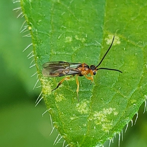 Proterops proteroptoides