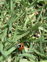 Coccinella septempunctata